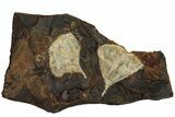 Two Fossil Ginkgo Leaves From North Dakota - Paleocene #215490-1